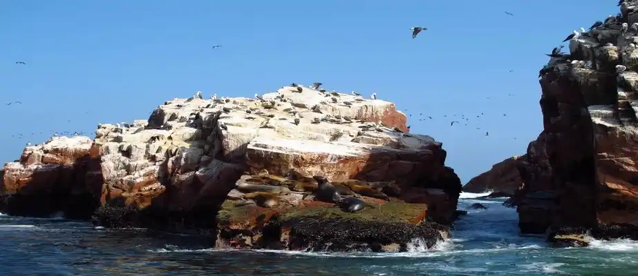 Ballestas Islands - Paracas