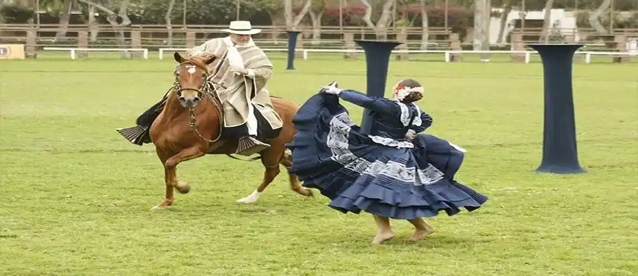 Peruvian Paso Horses Show